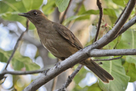 Thripadectes rufobrunneus
